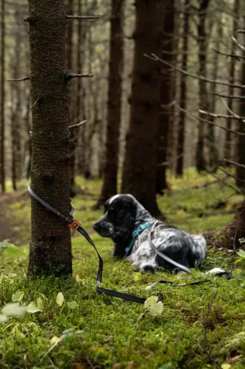 Bilde av Non-stop dogwear Touring bungee adjustable 2,1 m 